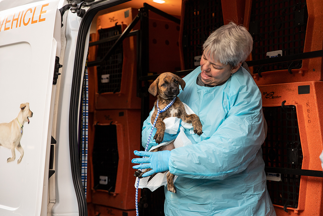 a puppy being taken out of the transport