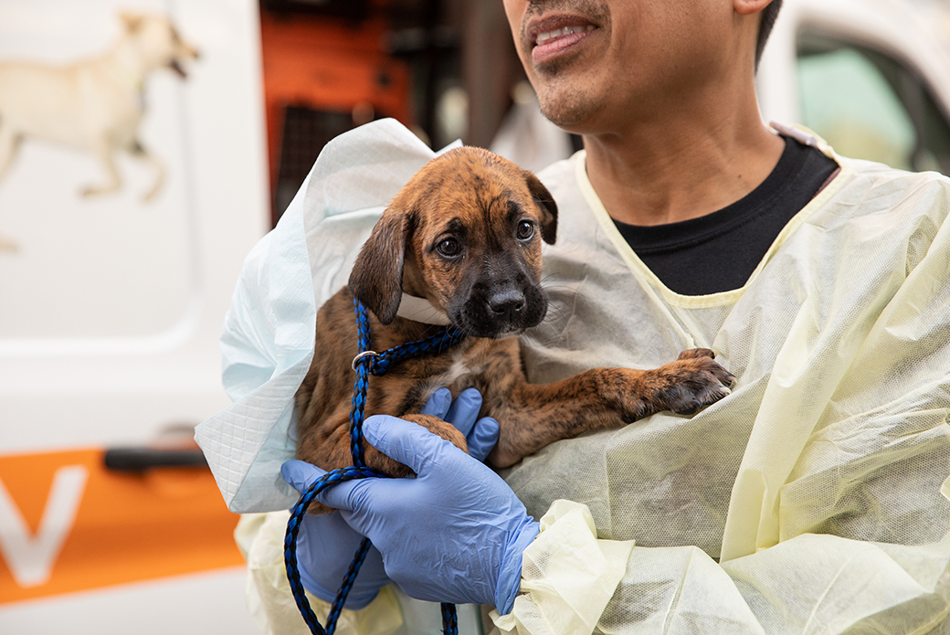 a brown brindle puppy