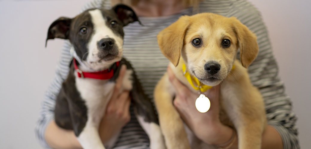 two puppies being held by a woman in a striped shirt