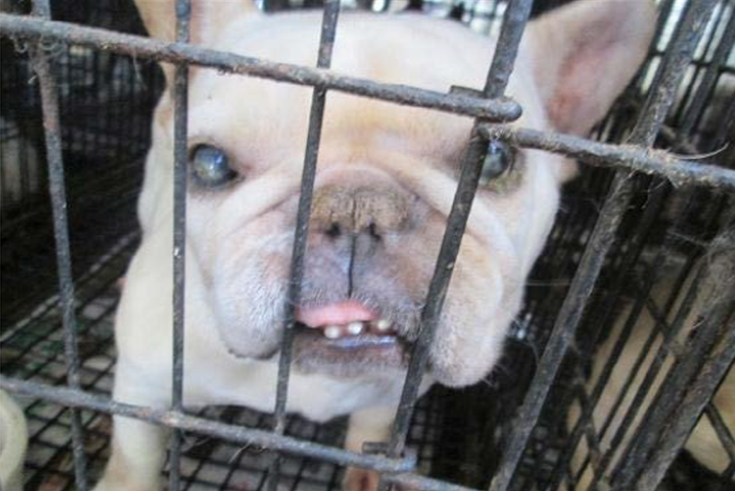 Puppy in cage