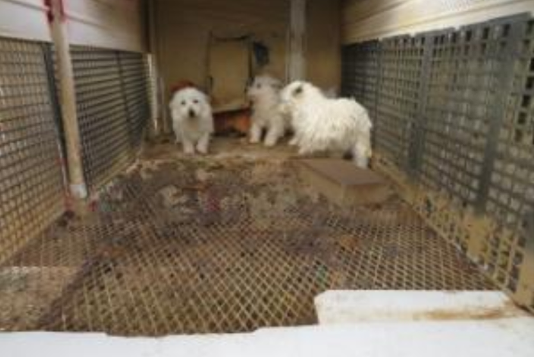 Puppy mill