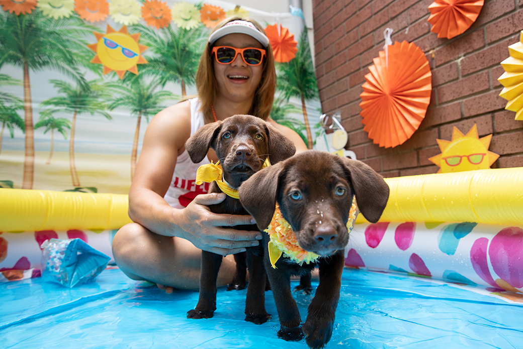 two puppies with a life guard