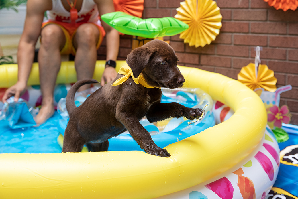 a puppy splashing water out of the pool