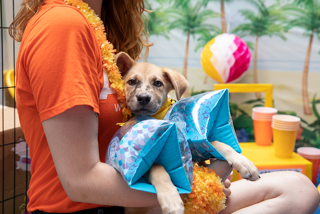 a puppy wearing floaties being held in a woman's lap