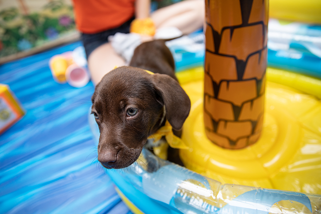 a puppy in the pool