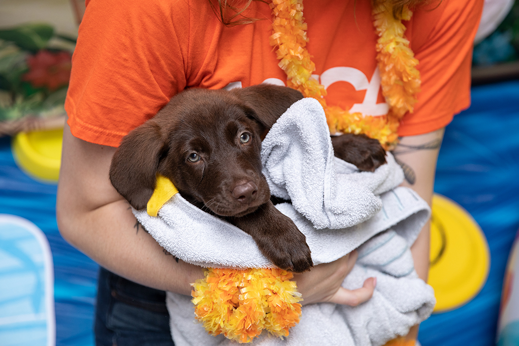 a puppy being dried with a towel