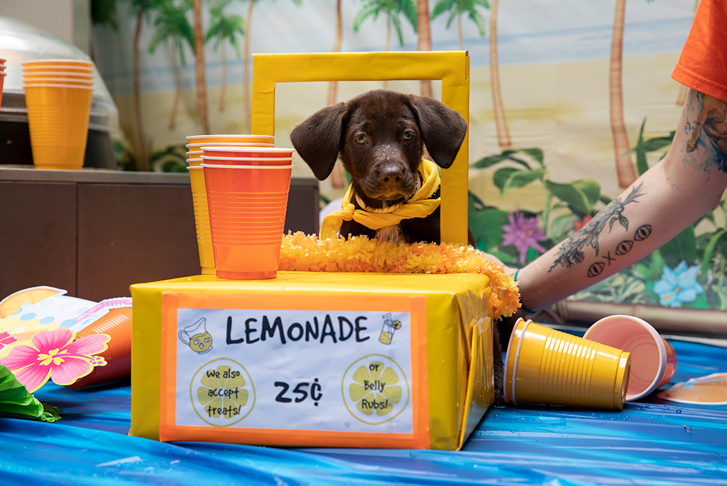 a puppy selling lemonade