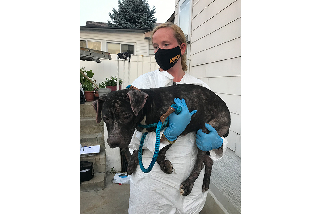 a rescued pit bull being carried by a responder