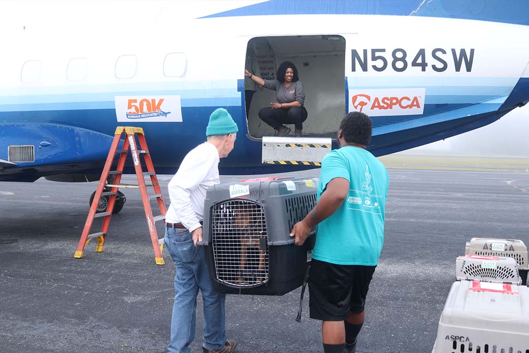 Dogs being loaded into an airplane for relocation