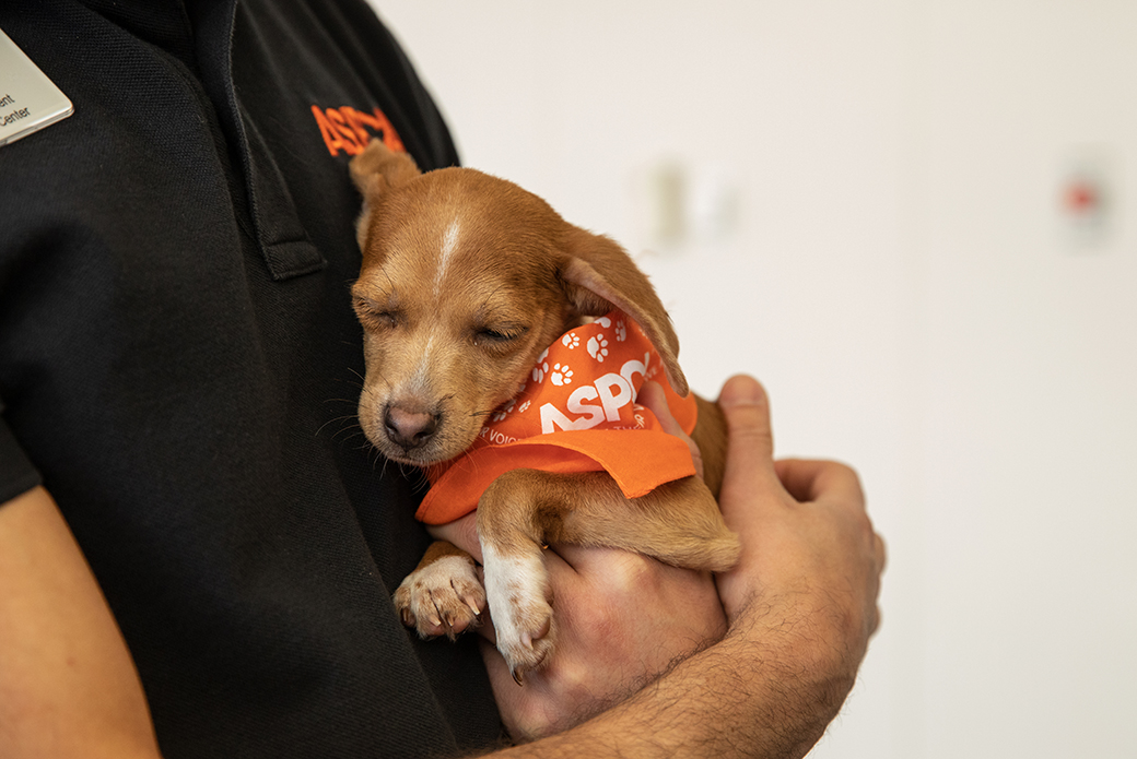 ASPCA staff carrying a puppy