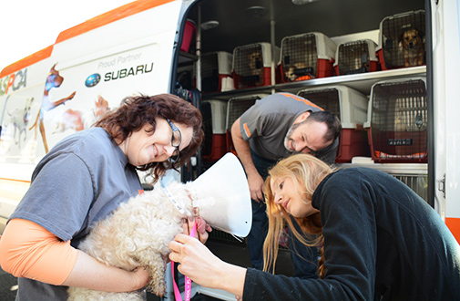Volunteers load the dogs onto the transport vehicle. 