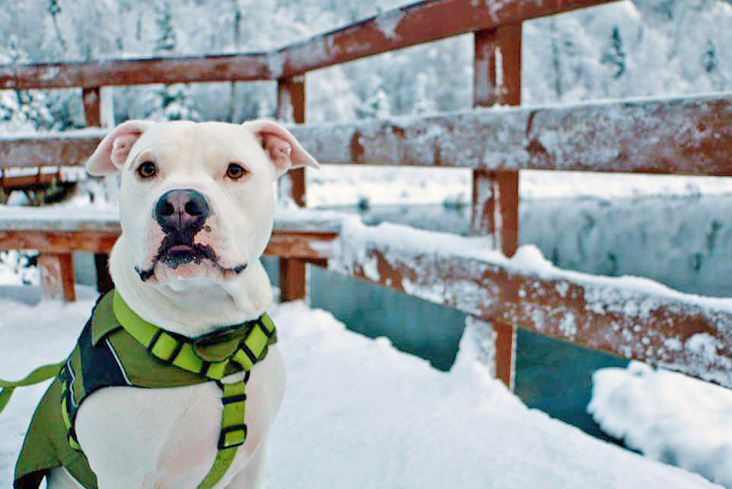 Buddy in the snow