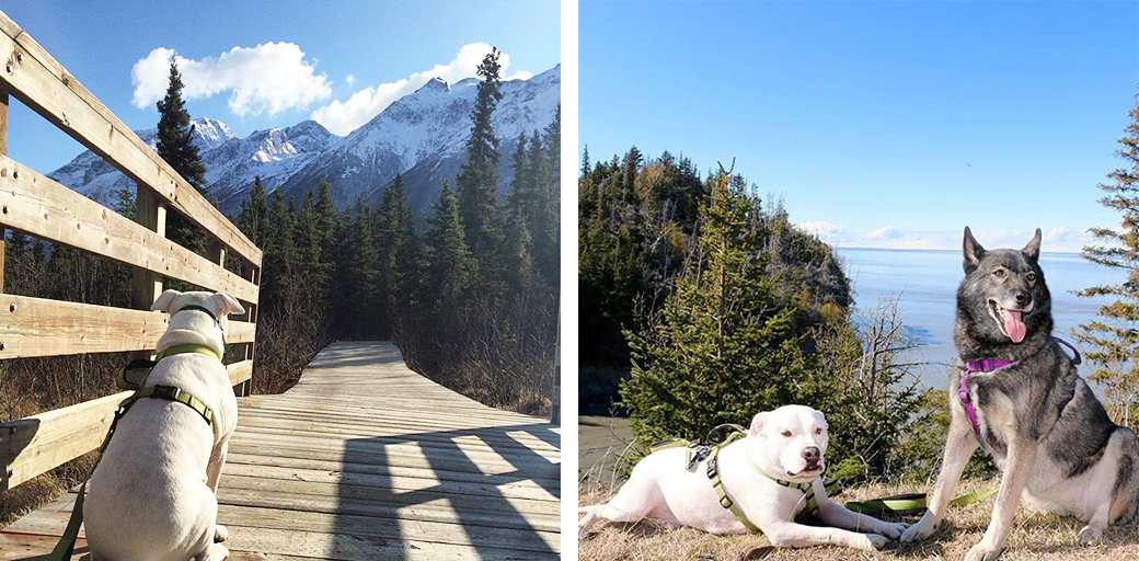 Buddy in nature with his friend Cinnamon