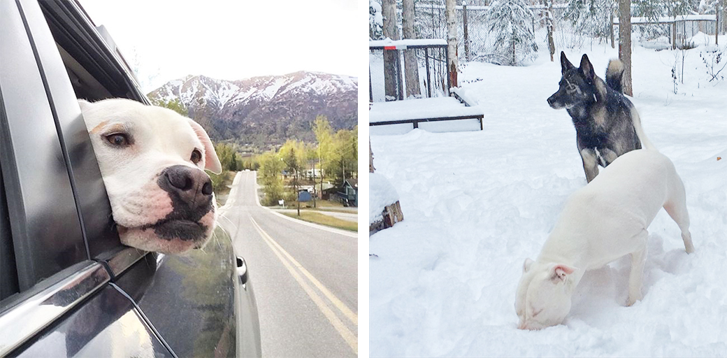 Cinnamon and Buddy exploring the snow.