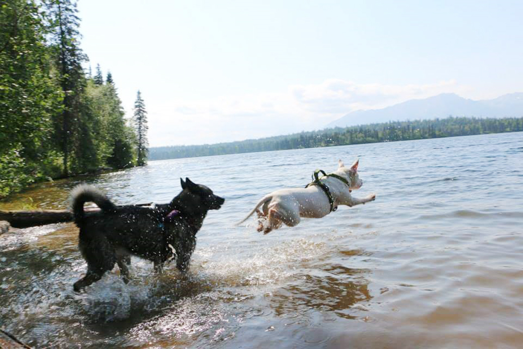 Cinnamon and Buddy going for a swim