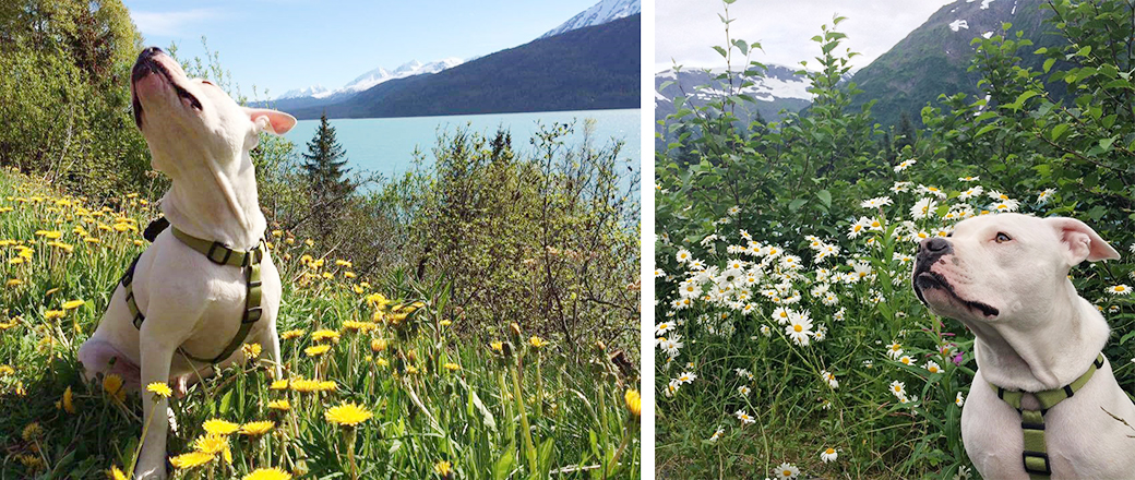 Buddy at Kenai lake and Kenai Peninsula