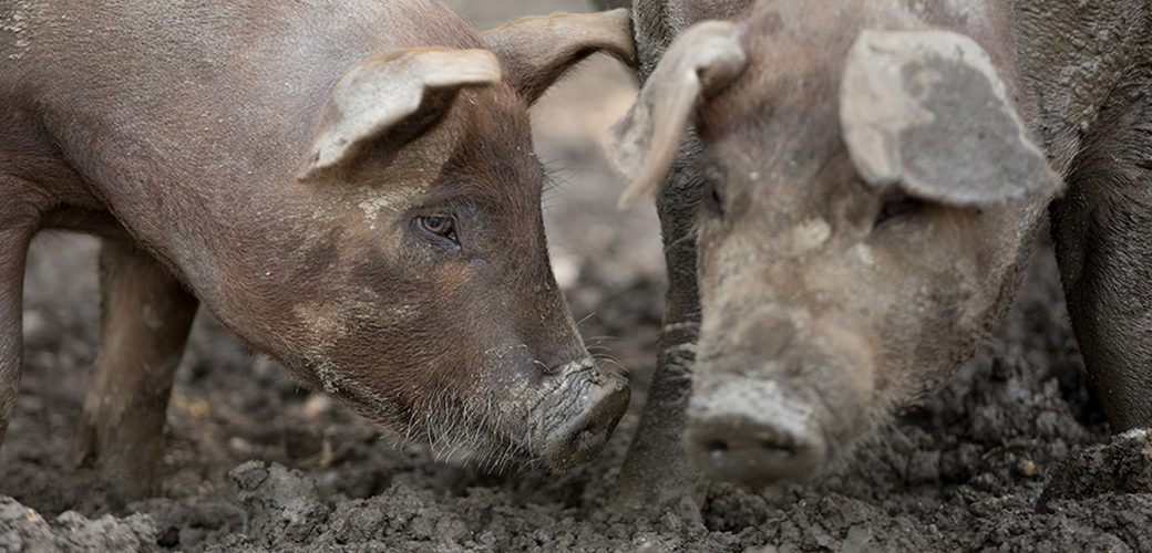 pigs in mud