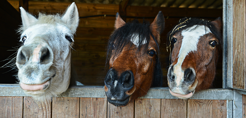 three horses sticking there heads out of a stable window