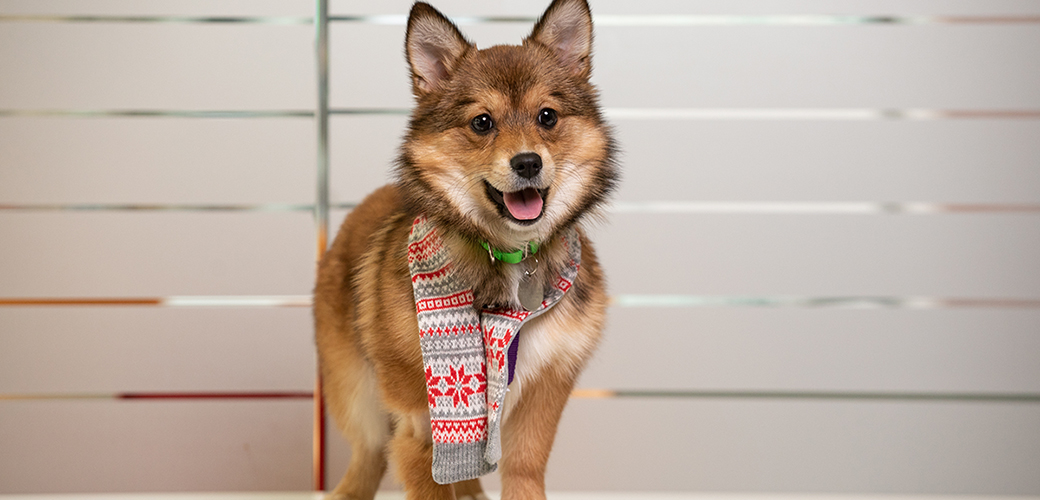 happy dog in a scarf