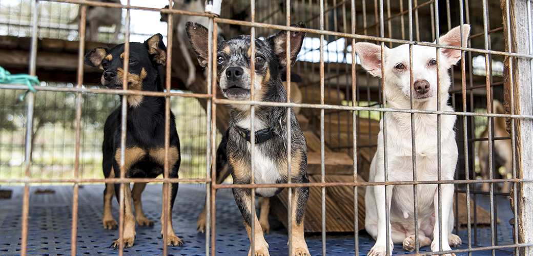 dogs in a kennel