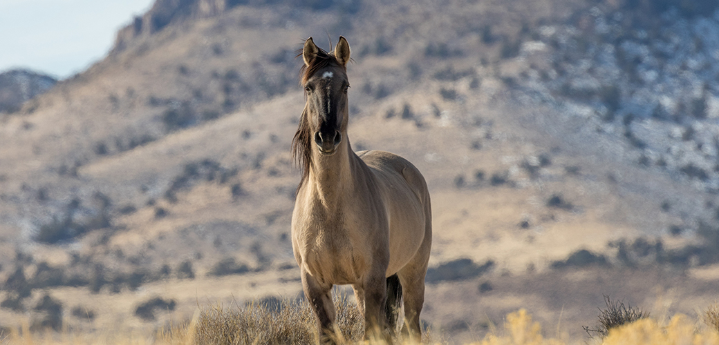 a wild horse in front of a hill