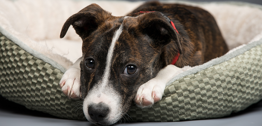 a brindle puppy in a dog bed