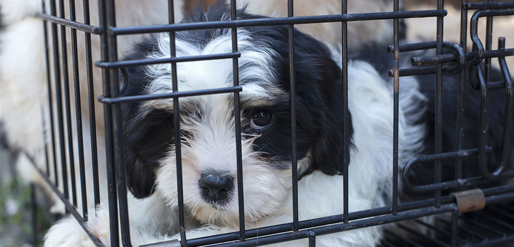 a black and white dog in cage