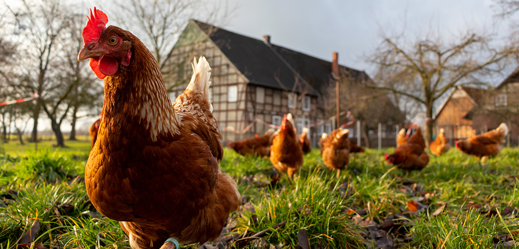 chickens in a pasture