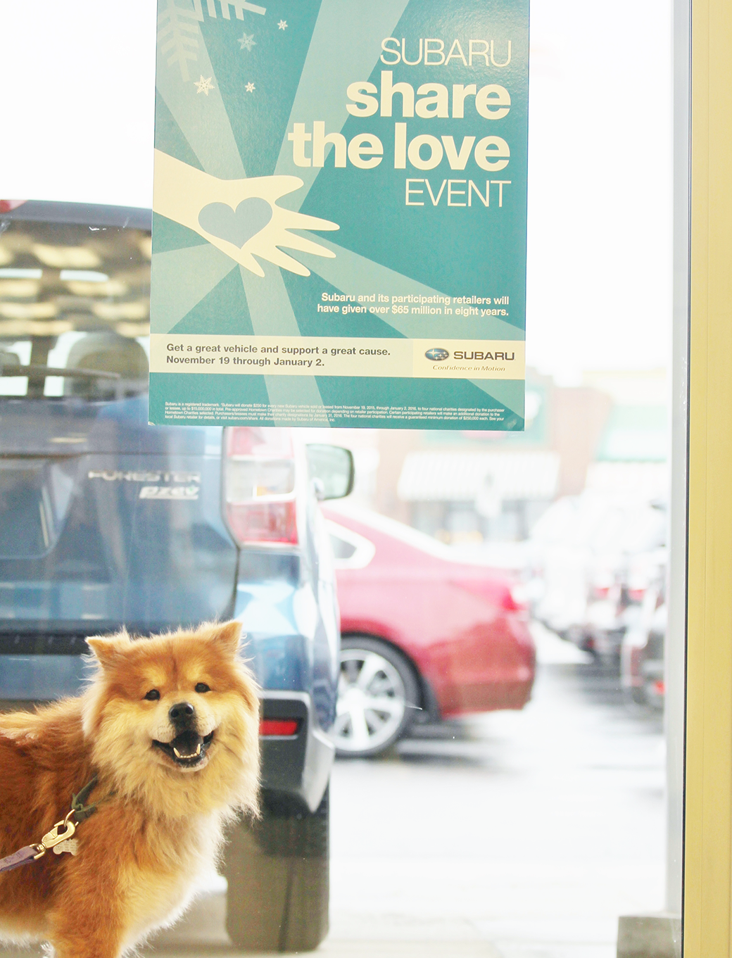 Happy pup at Subaru Share the Love Event