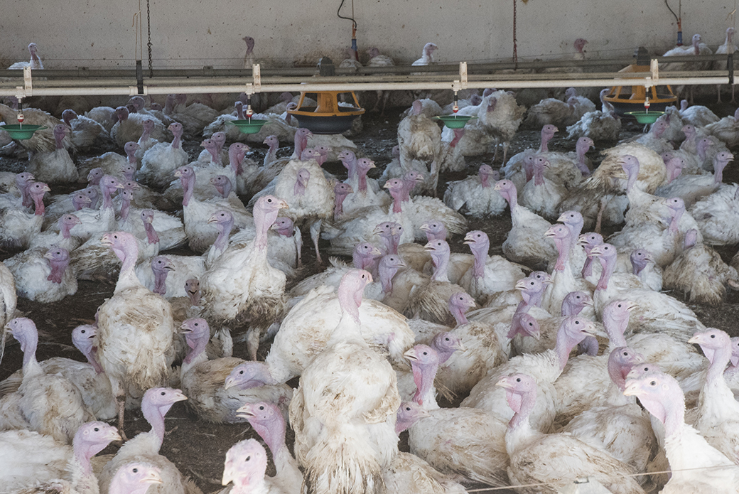 Factory farmed turkeys in dirty conditions