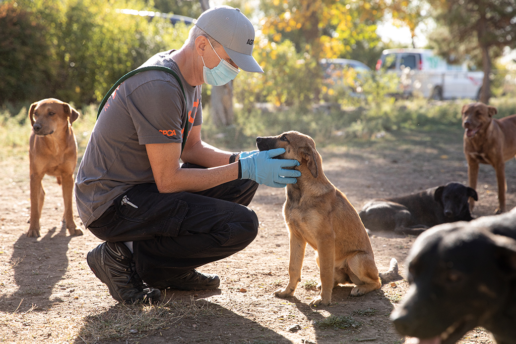 ASPCA responder examining a dog on site