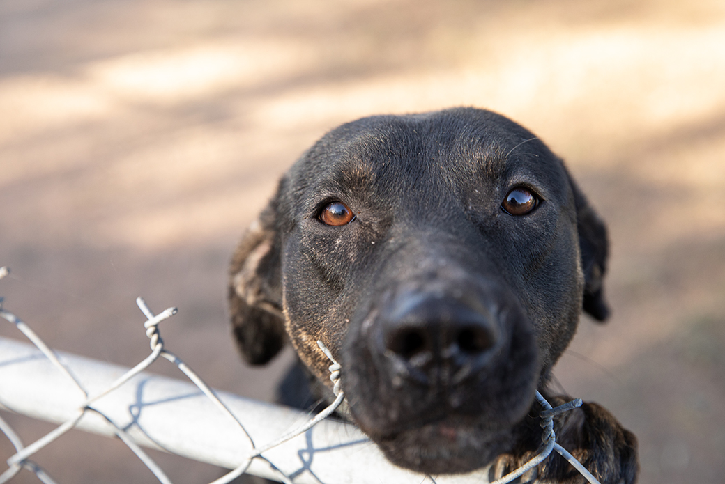 a dog looking over a fence