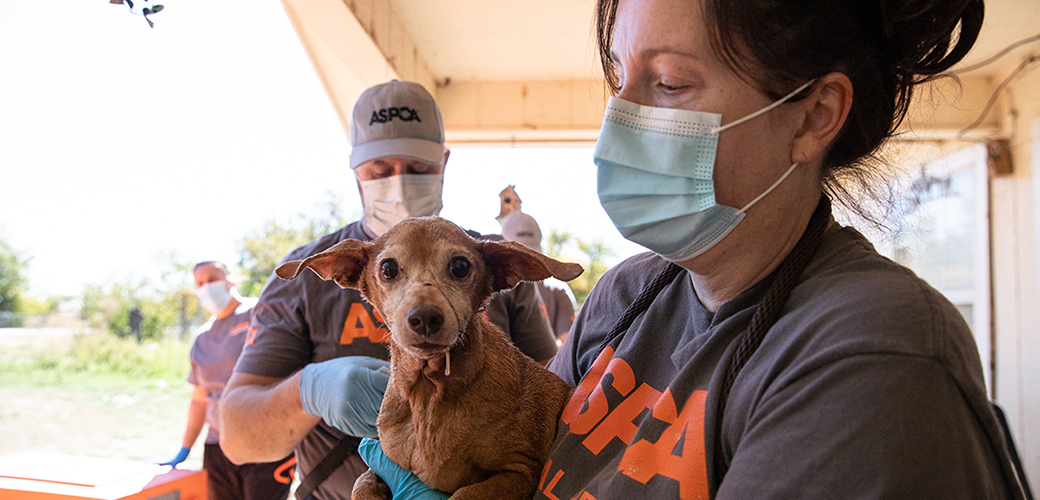 ASPCA responder carrying rescued dog