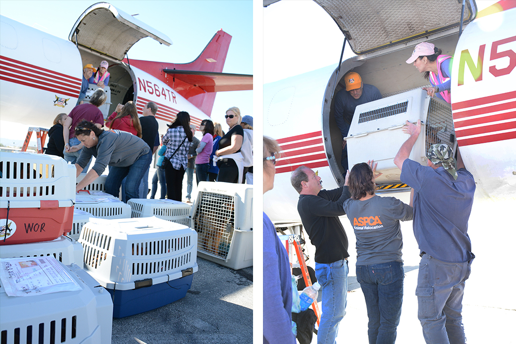 Volunteers moving animals off the plane