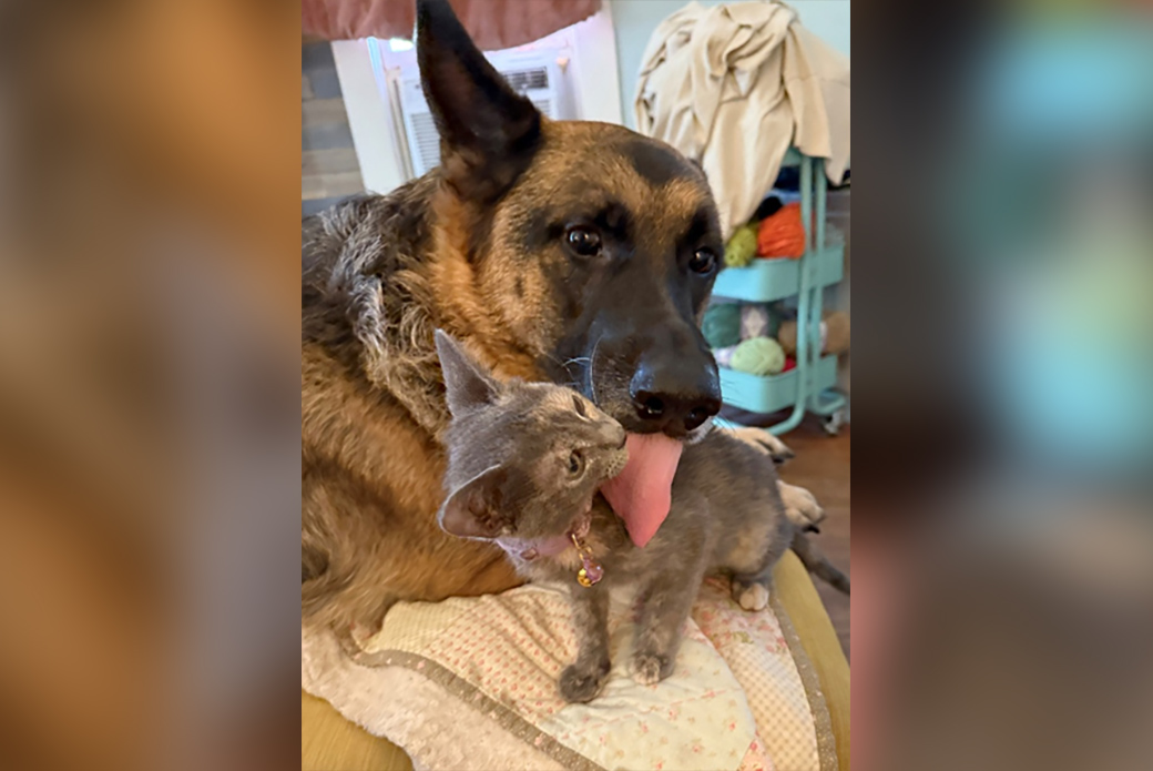 Mina, a german shepard, licking Juniper, a kitten