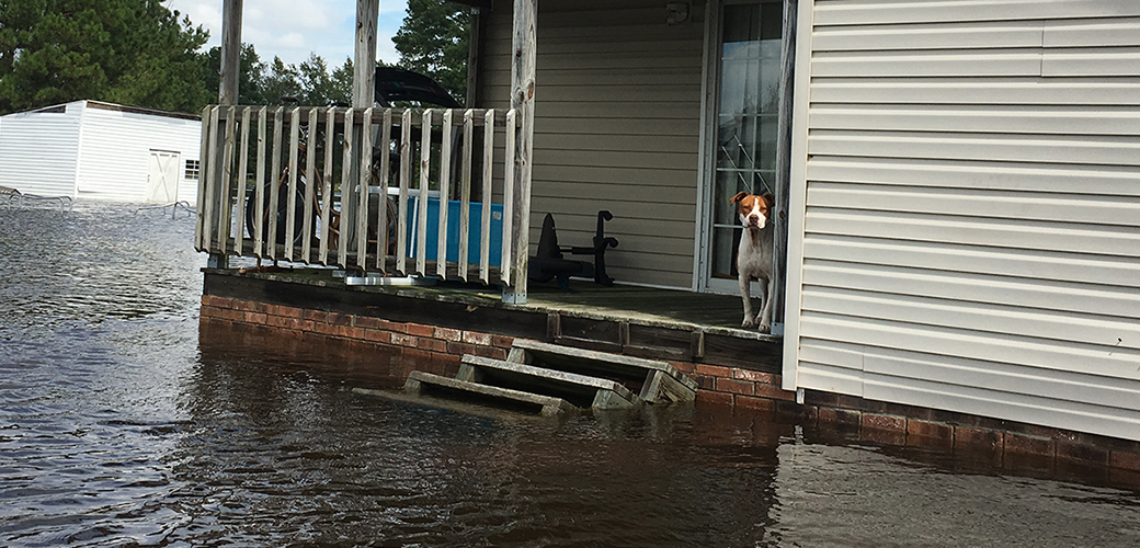 A dog stranded in a flood