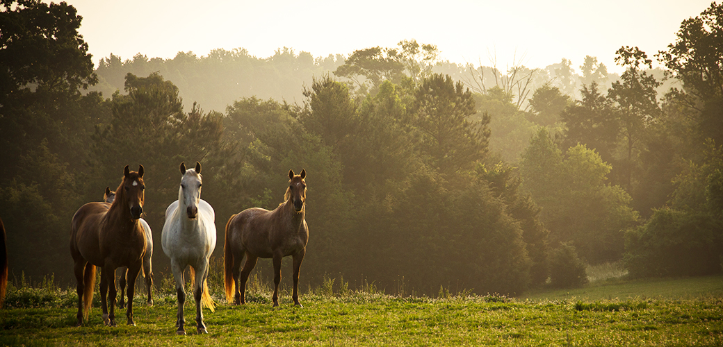 Horses