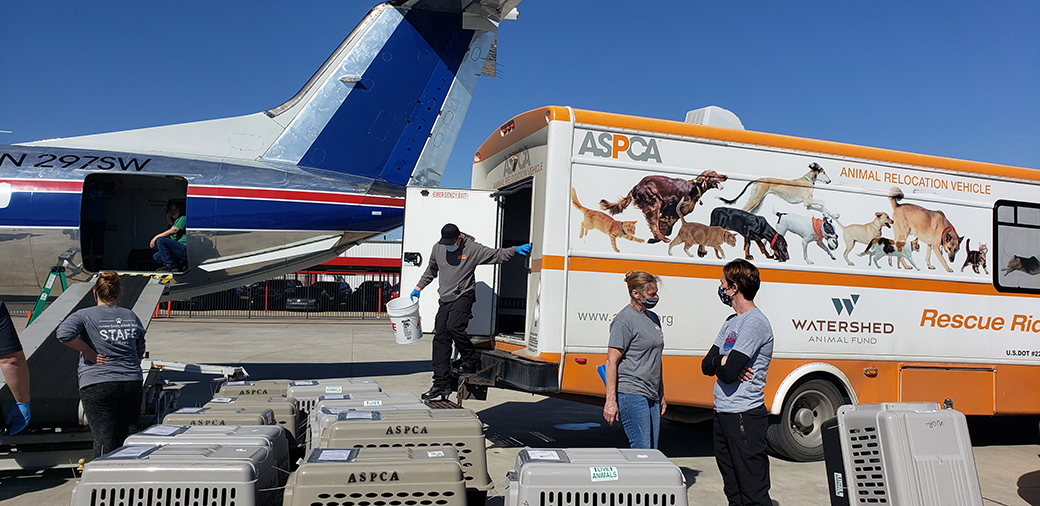 rescued animals being readied load onto a wings of rescue plane