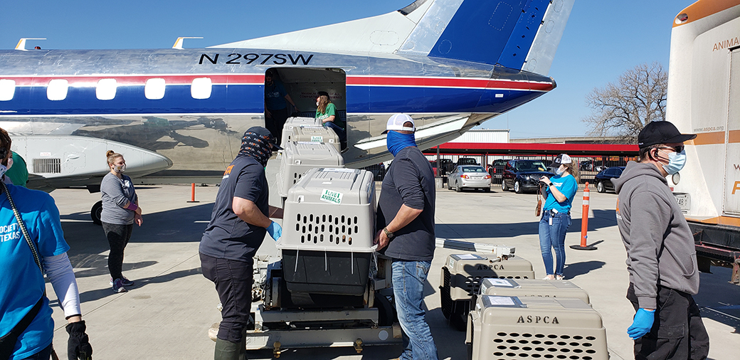 Loading rescued animals onto a plane