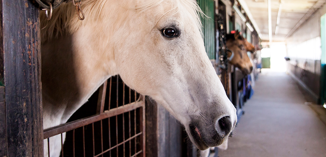 U.S. Horses Deserve Lasting Protection