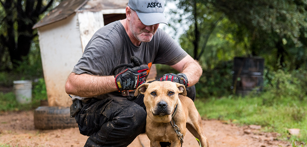 Victory for Animal Fighting Victims: The U.S. Sentencing Commission Gets Tough!