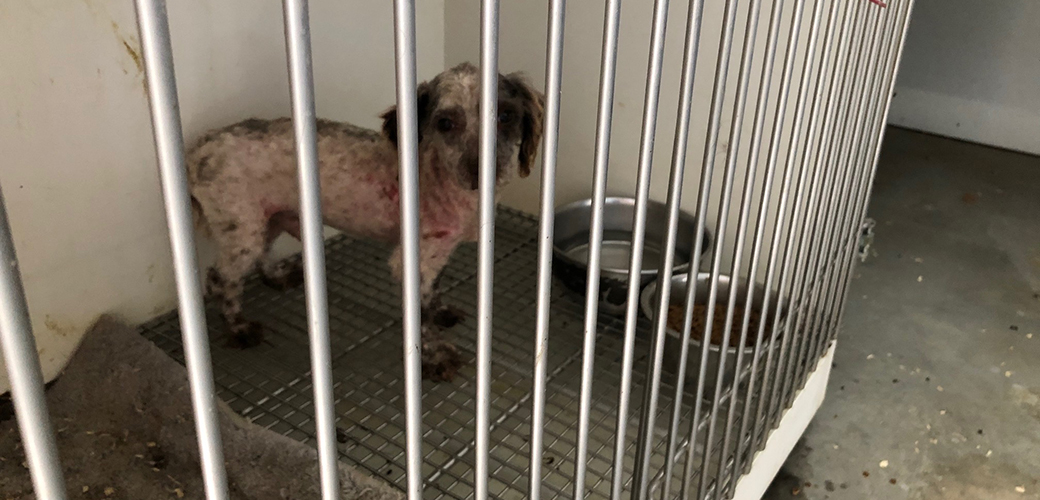 a small poorly groomed, unhealthy looking dog in a cage with a wire floor and dirty carpet