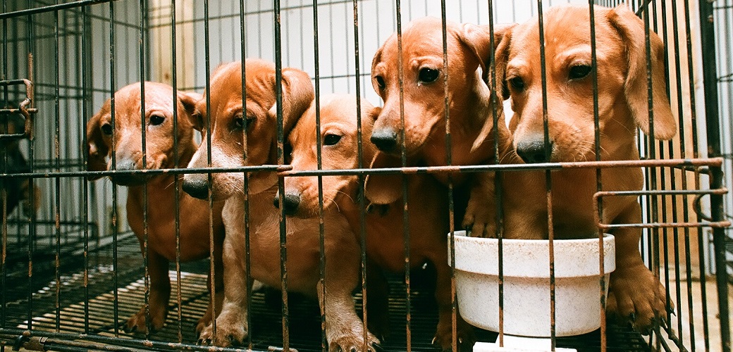 dachshunds in a cage