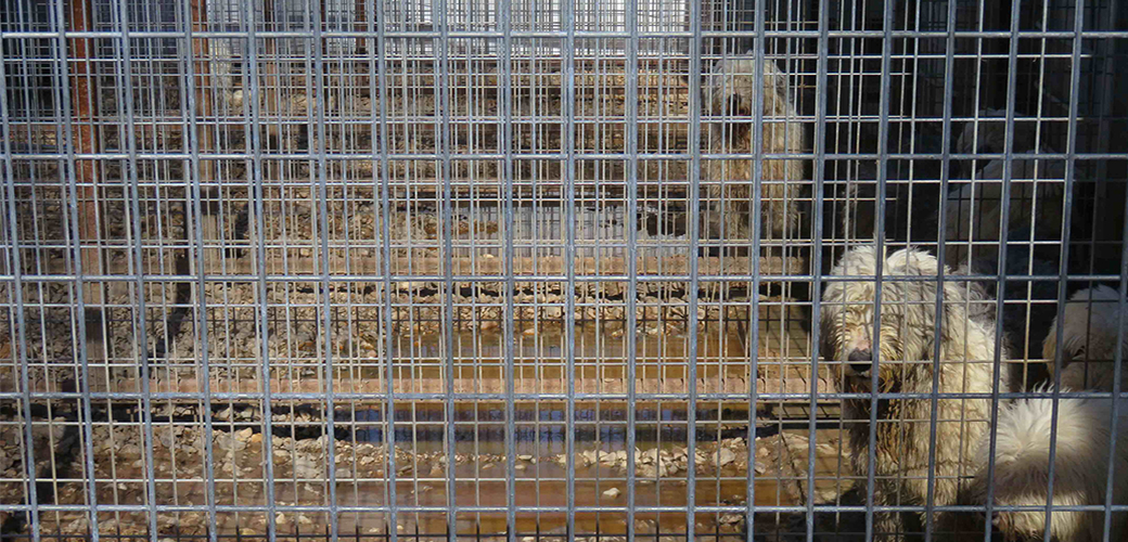 Dogs in a crates at a puppy mill