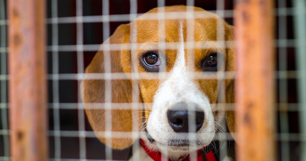 a beagle behind a wire grate