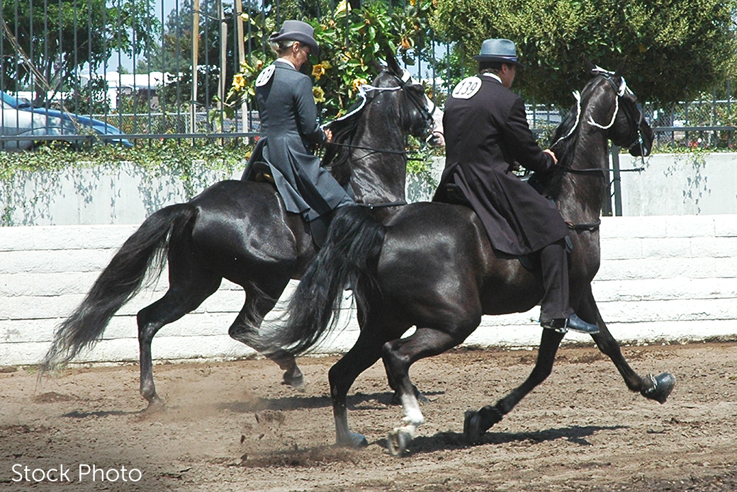 Walking horses