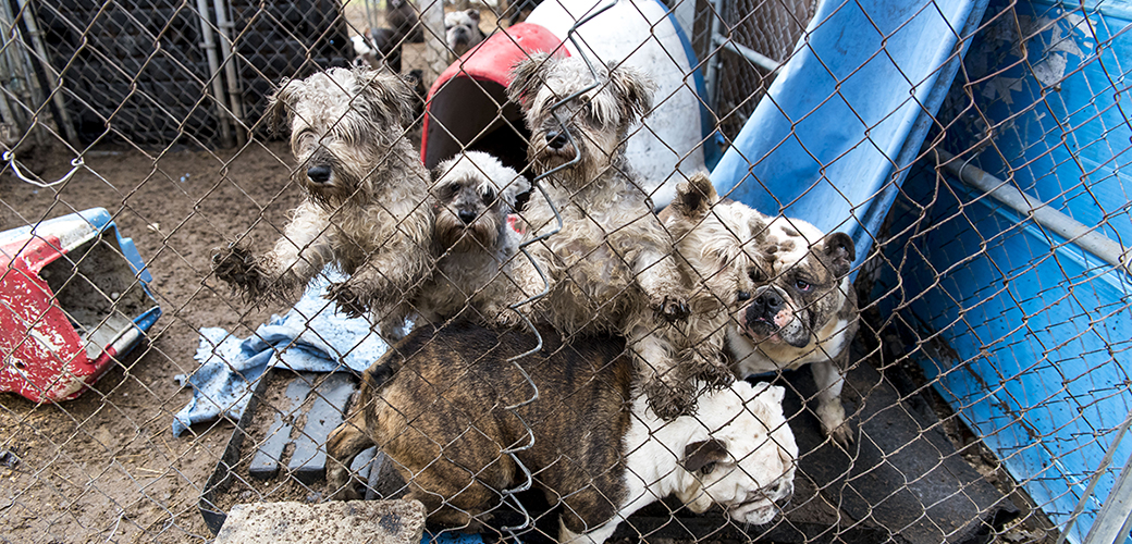 dogs standing on each other in a muddy kennel