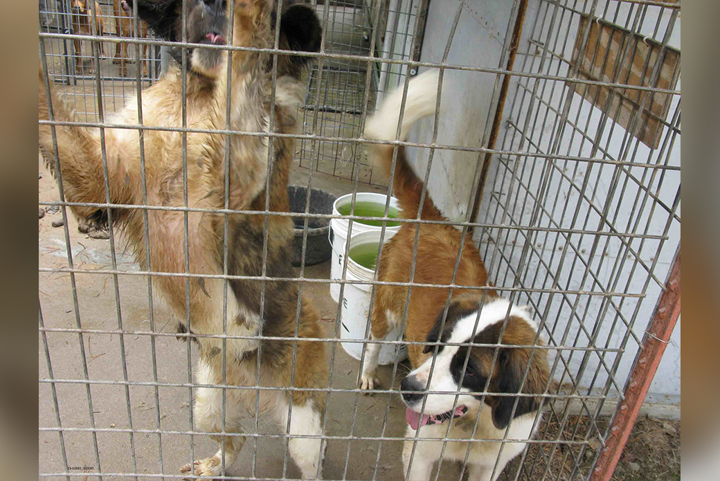 two dogs with buckets of dirty water