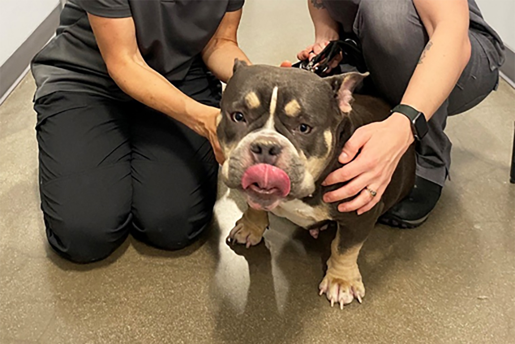 ASPCA veterinarians diagnosed a life-threatening wall hernia in Soki, above, during a routine visit for vaccines.