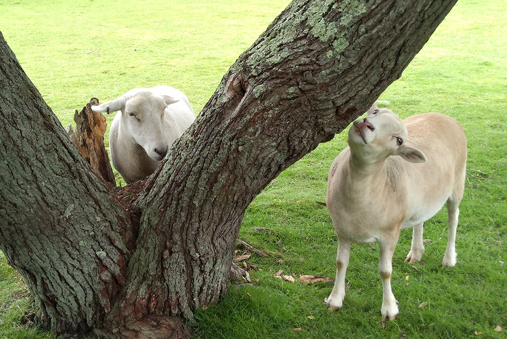 rescued sheep at a tree